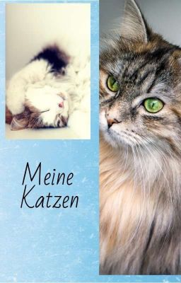 Meine Katzen 🐈😺🐱🐱🐈🐈😺😺🐈🐈❤️ 