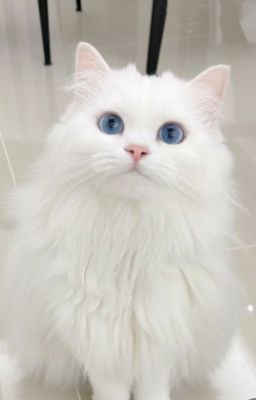 Meow~ _duonghung