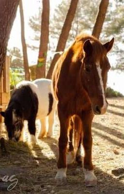 mes cours et autres sujets d'équitation 