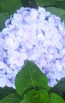 Mị Sinh - Sở Tích Đao