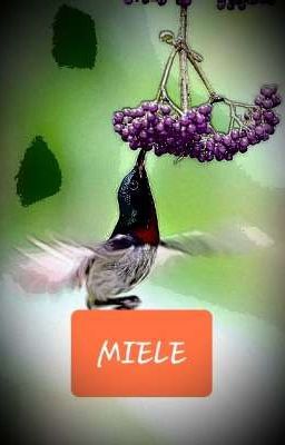 MIELE 