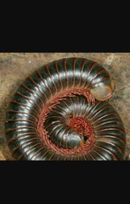 Millipede 