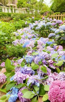 minu x jay ; vườn hoa cuối xuân