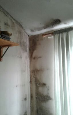 mold