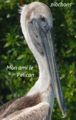 Mon ami le pélican