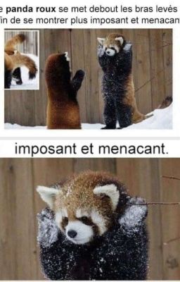 Mon animalerie 🐾🍃🪷