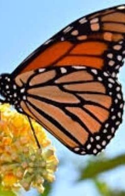 Monarch Butterfly 