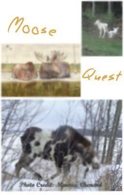 Moose Quest