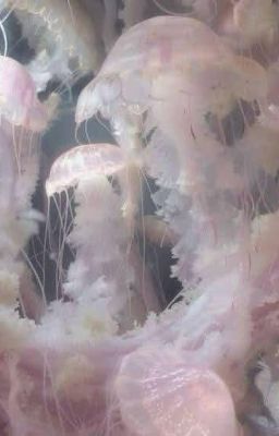 Một bến đỗ để chữa lành cho cậu