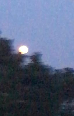 một cục bùi nhùi