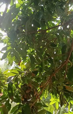 Mùa Hoa Dời Ấp