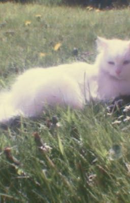 [muado] mấy chuyện bé xinh