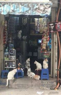 Mùi Hương Của Cậu