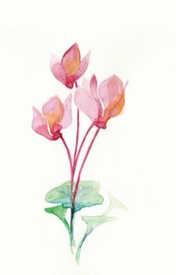 [Mừng sinh nhật Giang Ba Đào 2019] Cyclamens