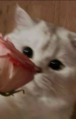 muốn uống sữa của em ‎₊˚⊹ᡣ𐭩 onran