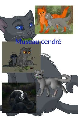 Museau cendré