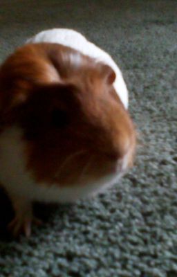 my guineapig mouse 