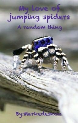 My love of Jumping spiders