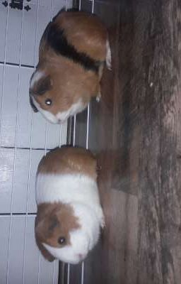 My Pets