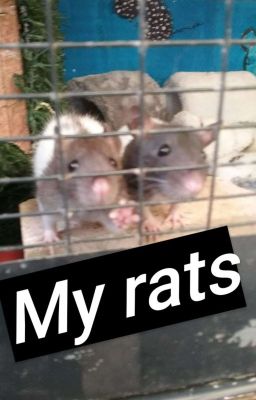 My Rats