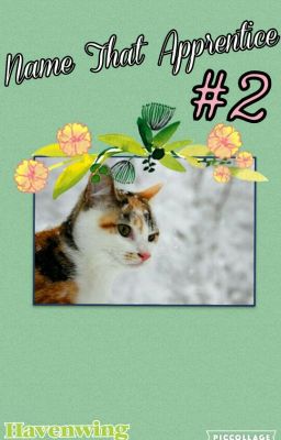 Name That Apprentice 2