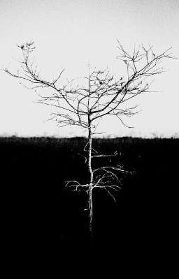 [Naruto | KakuHiKaku] Thực vật sống