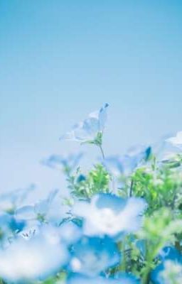 Nemophila 