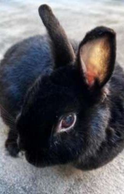 Ngôi Sao Hồng và cậu thỏ to lớn