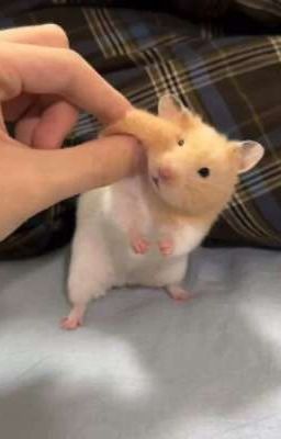 Ngủ một giấc dậy thành hamster vợ nuôi rồi!