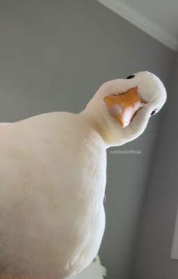 [ Nhã Tít ] | Ta đã yêu nhau thế đấy