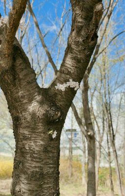 Nhật Ký Cuộc Đời 