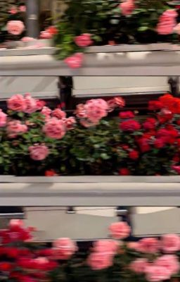 Nhìn mặt mà bắt hình dong |DuongHieu|