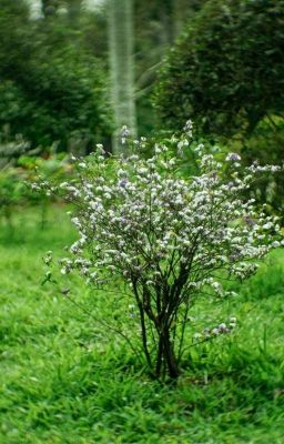 Những câu chuyện ngọt ngào