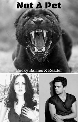 Not A Pet - Bucky Barnes X Reader