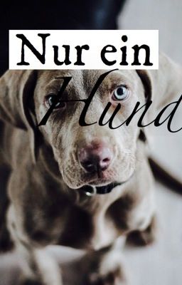 Nur ein Hund 