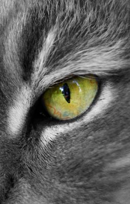 Oeil de lynx