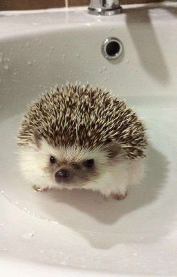 ogenus × jaysonlei | please me.