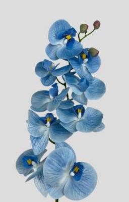 [ Ohryul ] Phalaenopsis