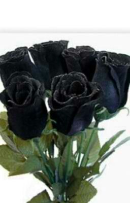 *ON HOLD* Mysterious love  -The Mysteries of the Black Rose-