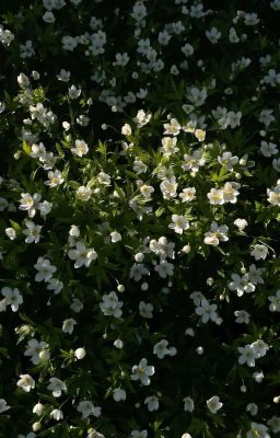 On2eus • Kẻ Tồi