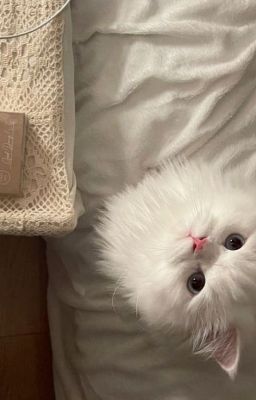 On2eus | Mùa Xuân của Rapper Oner (drop)