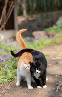 | ON2EUS | Xứ Sở Thần Heo