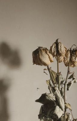 [oneshort] withered rose