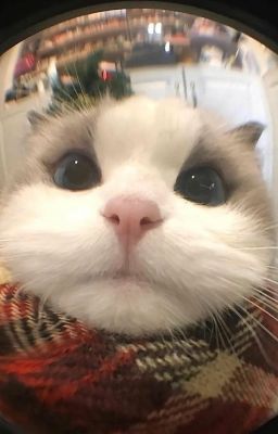 oneshot | leowon | lén lút