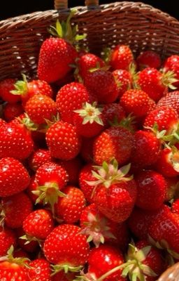 [Ongoing | Fagu] Không thích thì buộc thích!