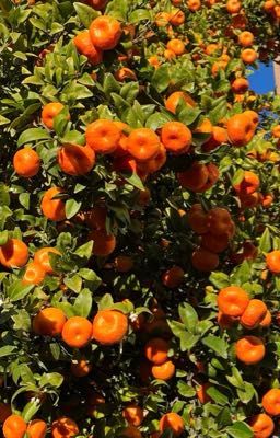 [Onran] Hương Cam Thảo