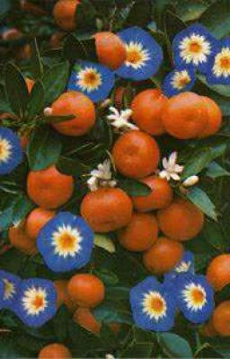 Oranges Bleues