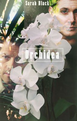 Orchidea