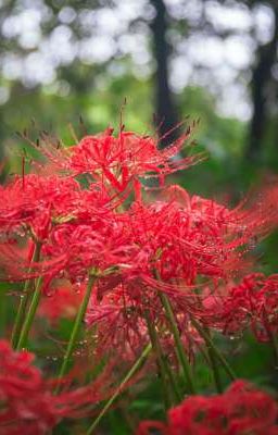 (OS) [Miyabichi No Onmyouji] Thua