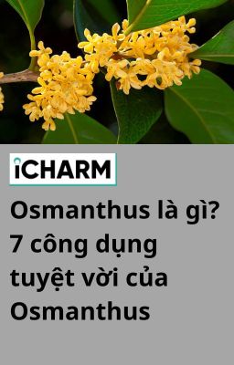 Osmanthus là gì? 7 công dụng tuyệt vời của Osmanthus